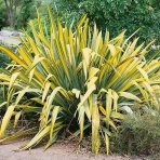 Phormium Tenax ´VARIEGATUM´ - výška 40-60 cm, kont. C10L